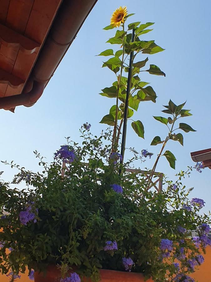"La Terrazza Di Castiglione" Appartamenti Vacanza Castiglione della Pescaia Exterior photo
